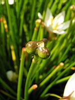 Zephyranthes Atamasco (fam Amaryllidacees) (Am. du nord) (4) (Photo F. Mrugala)